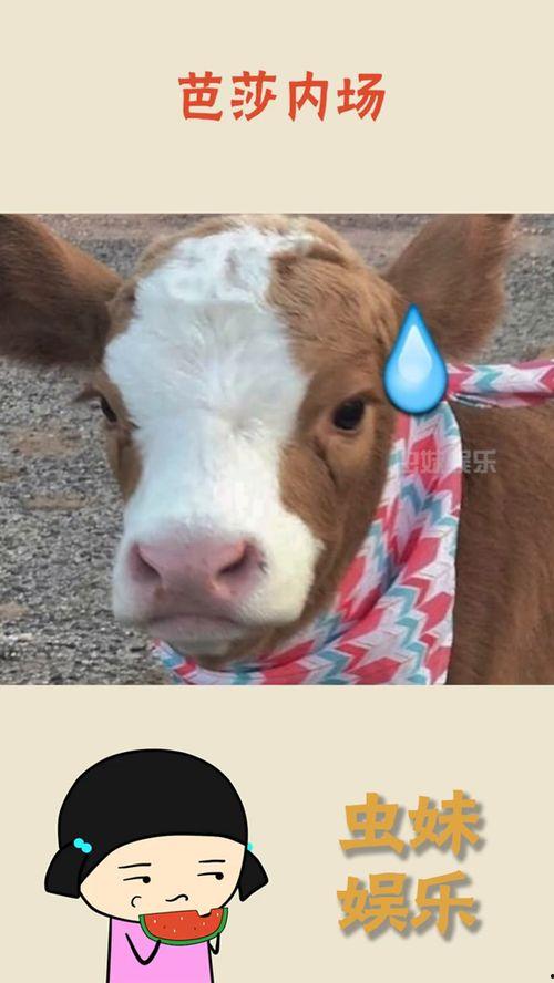 娱乐吃瓜酱狐狸,揭秘娱乐圈背后的那些事儿